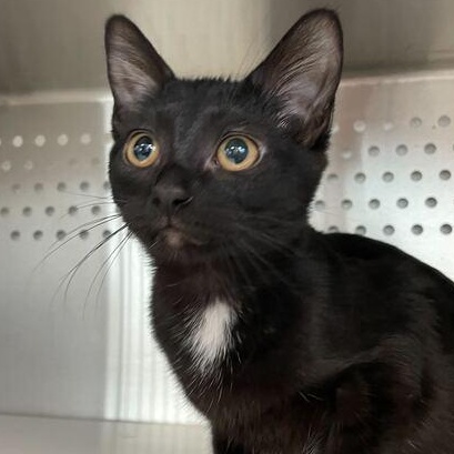 Bacon, adopted, Kitten Female Domestic Short Hair.