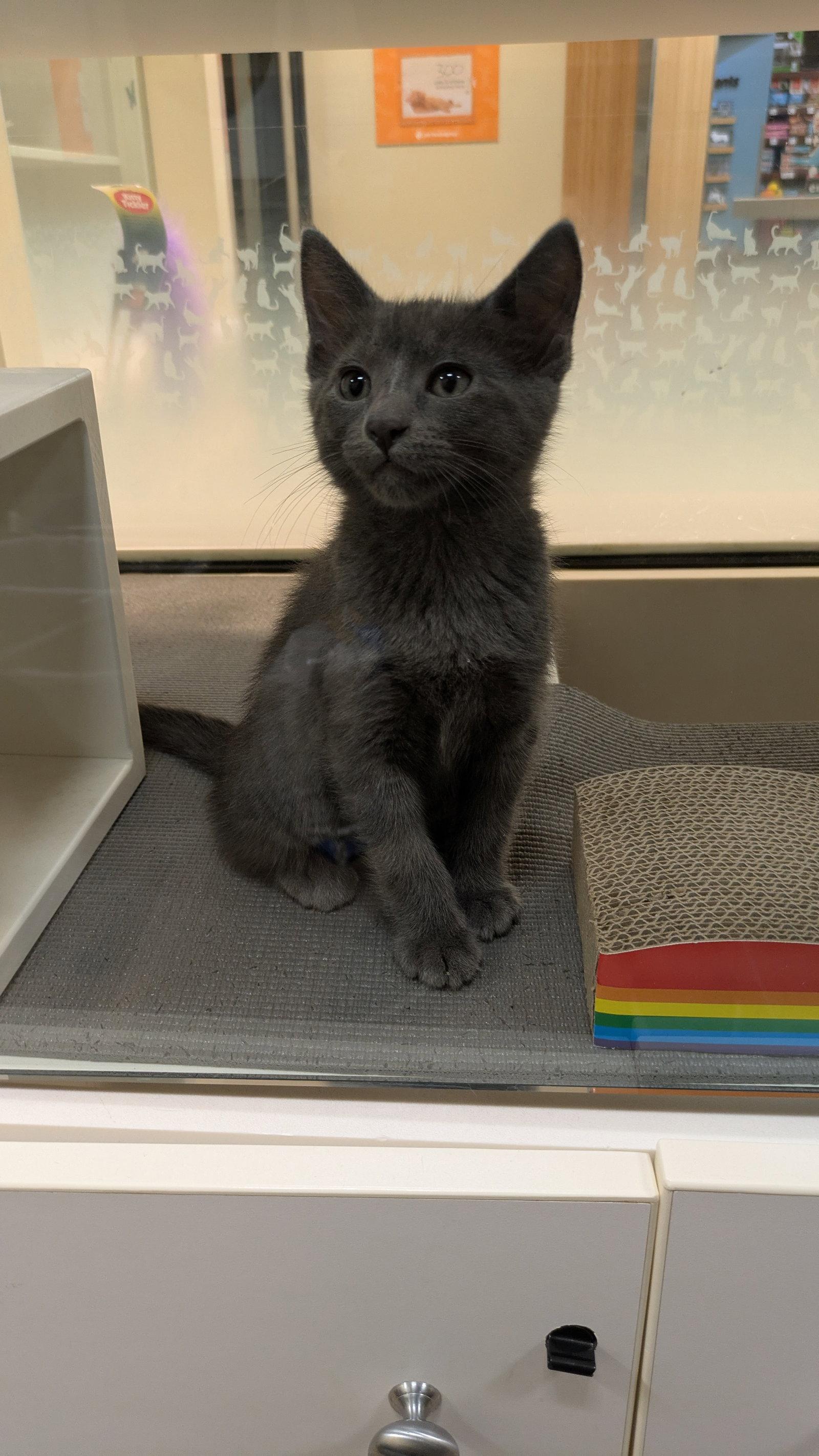 Machu (bonded with Picchu), Adopted, Kitten Male Domestic Short Hair.
