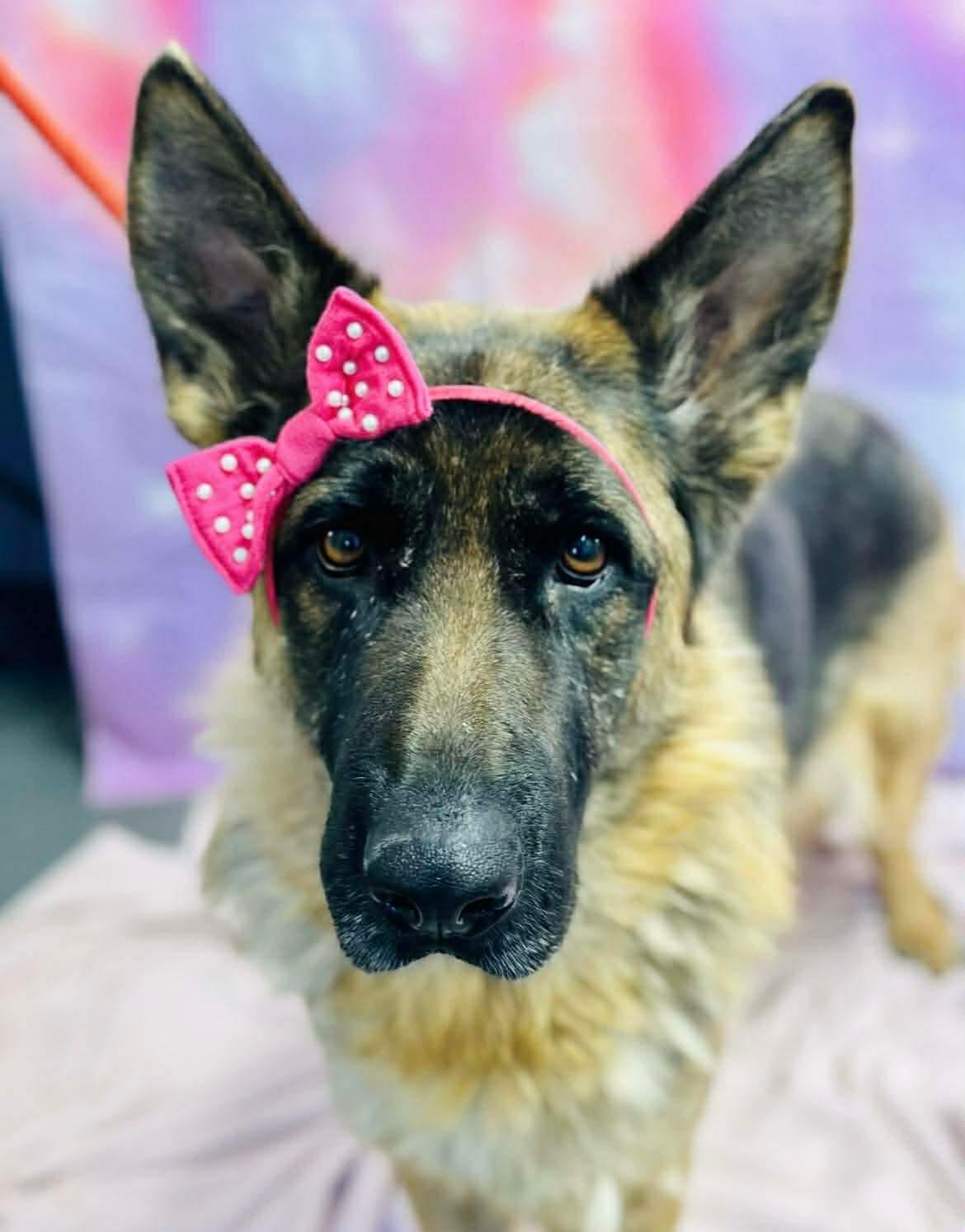 Enlarge Hannah, an adopted German Shepherd Dog in Jackson , NJ image 3/3