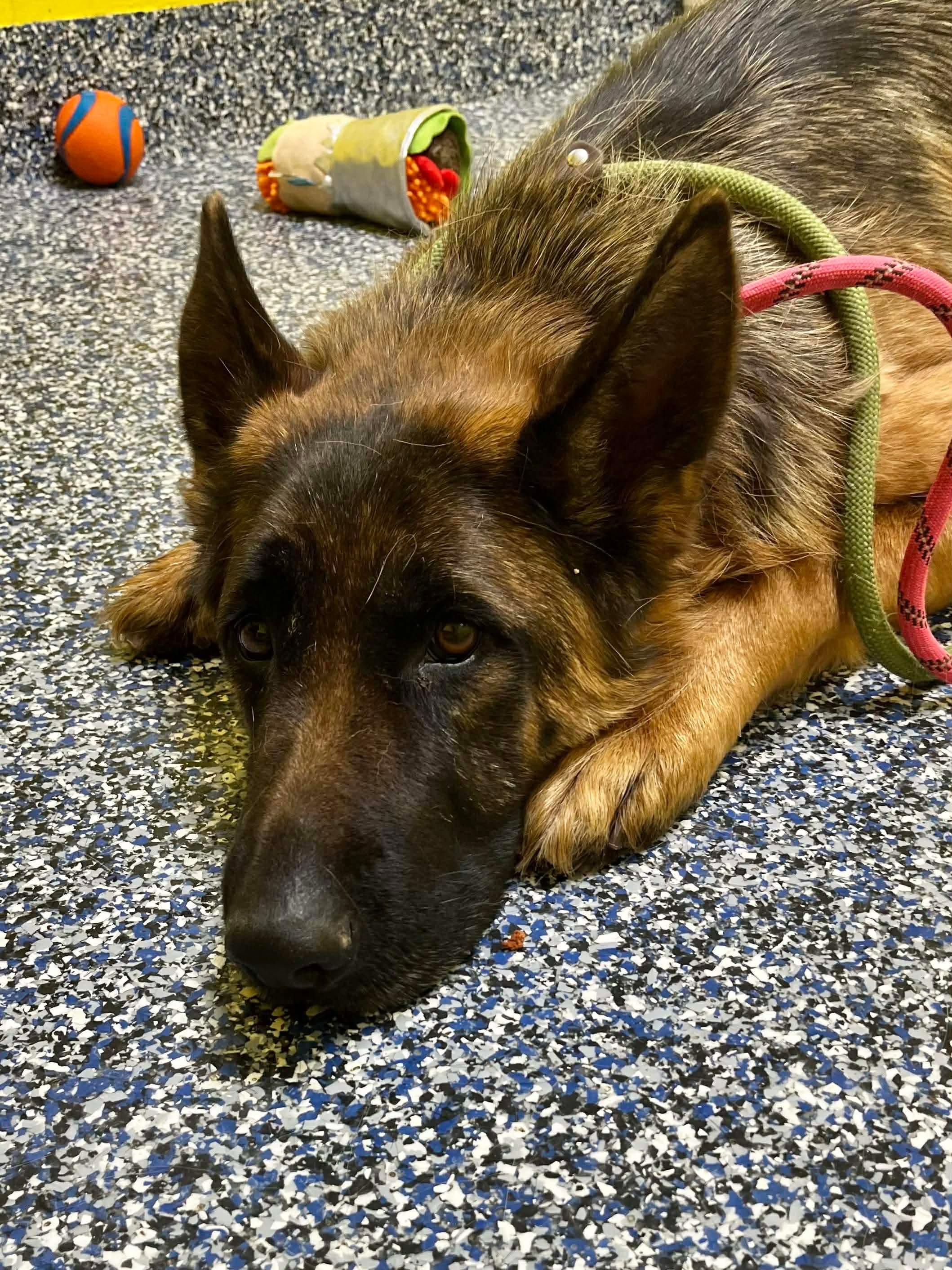 Hannah, adopted, Adult Female German Shepherd Dog.