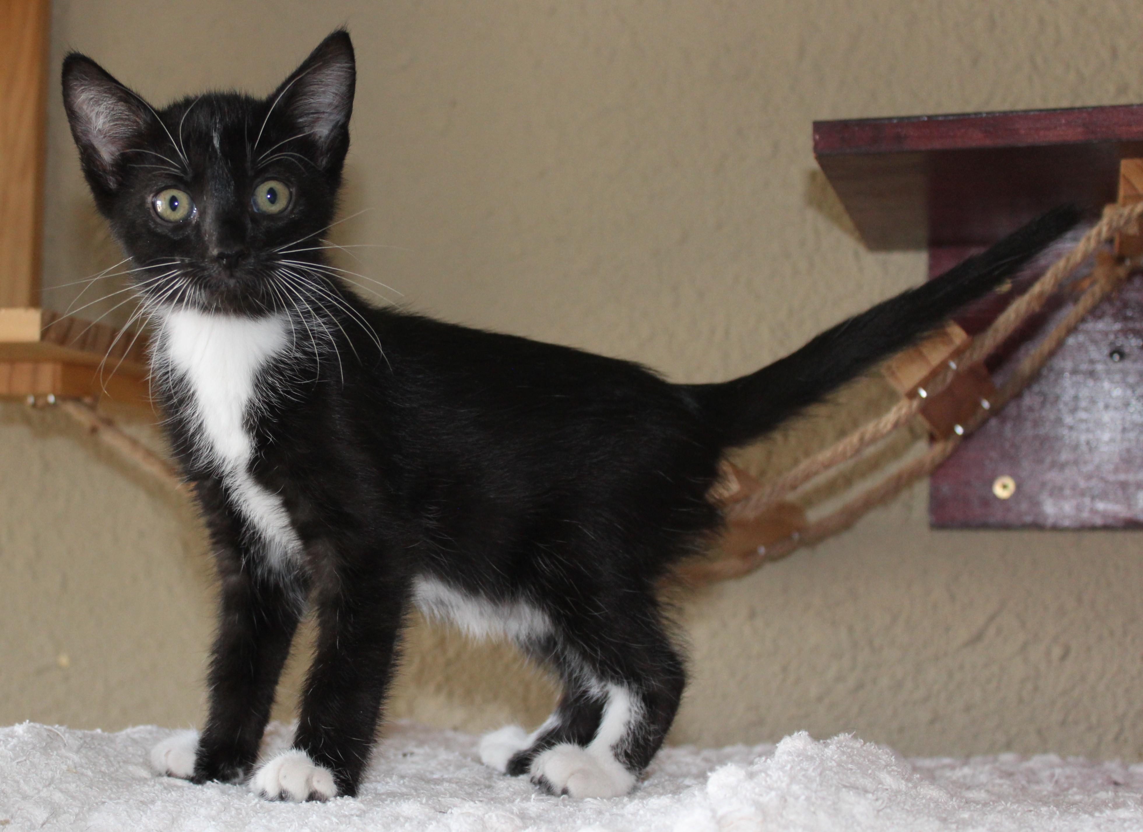 Seek, a Adoptable mixed breed in Huron, SD image 1/4