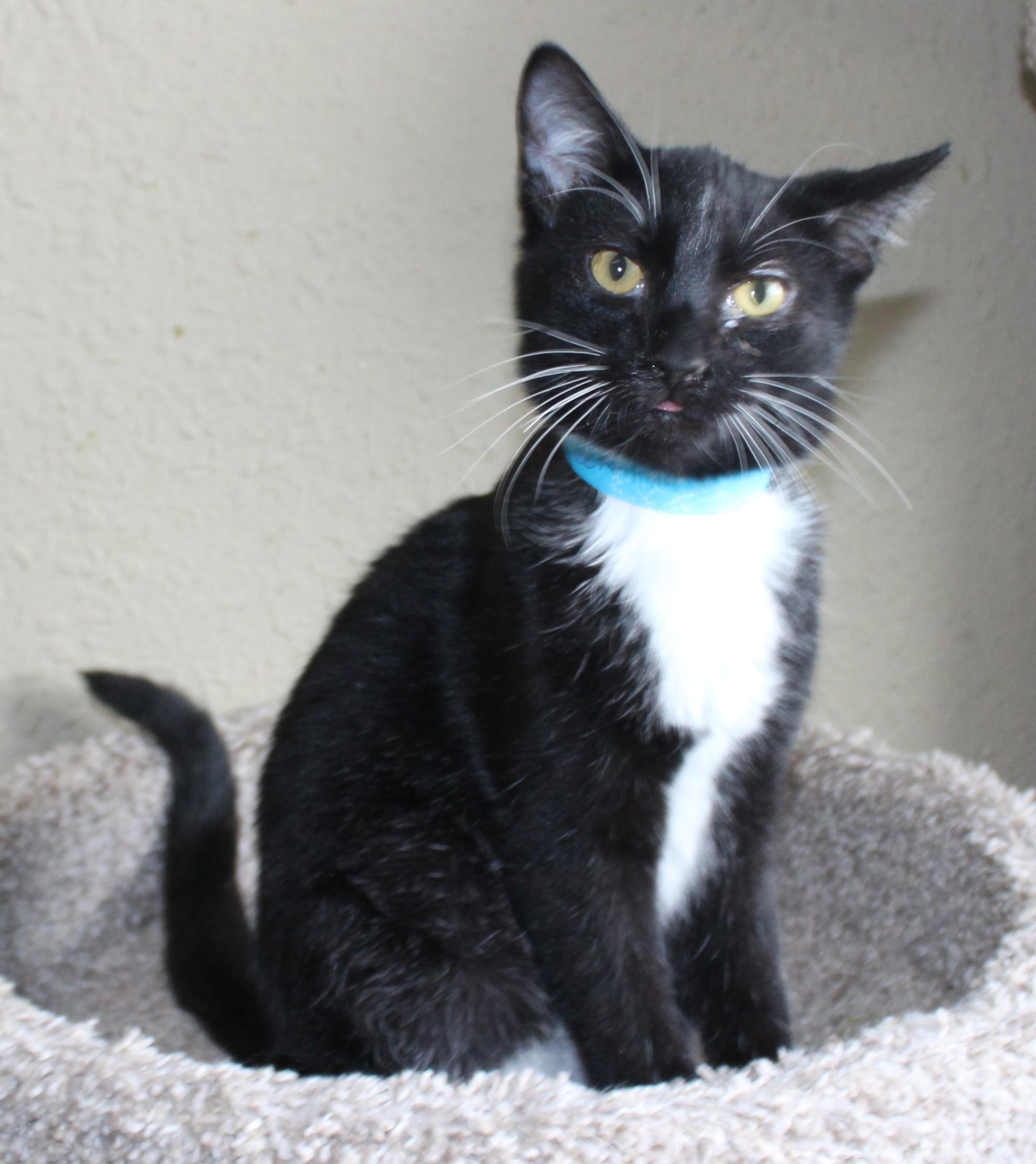 Seek, Adoptable, Kitten Male Domestic Short Hair.