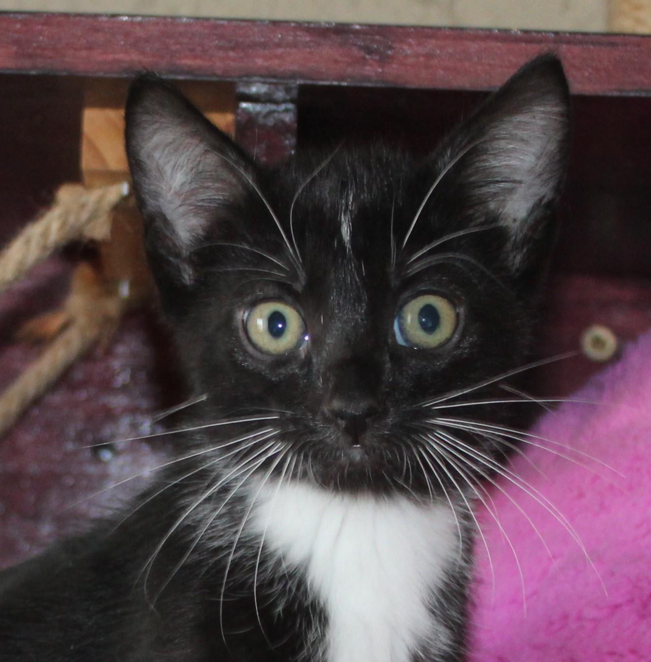 Seek, a Adoptable mixed breed in Huron, SD image 2/4