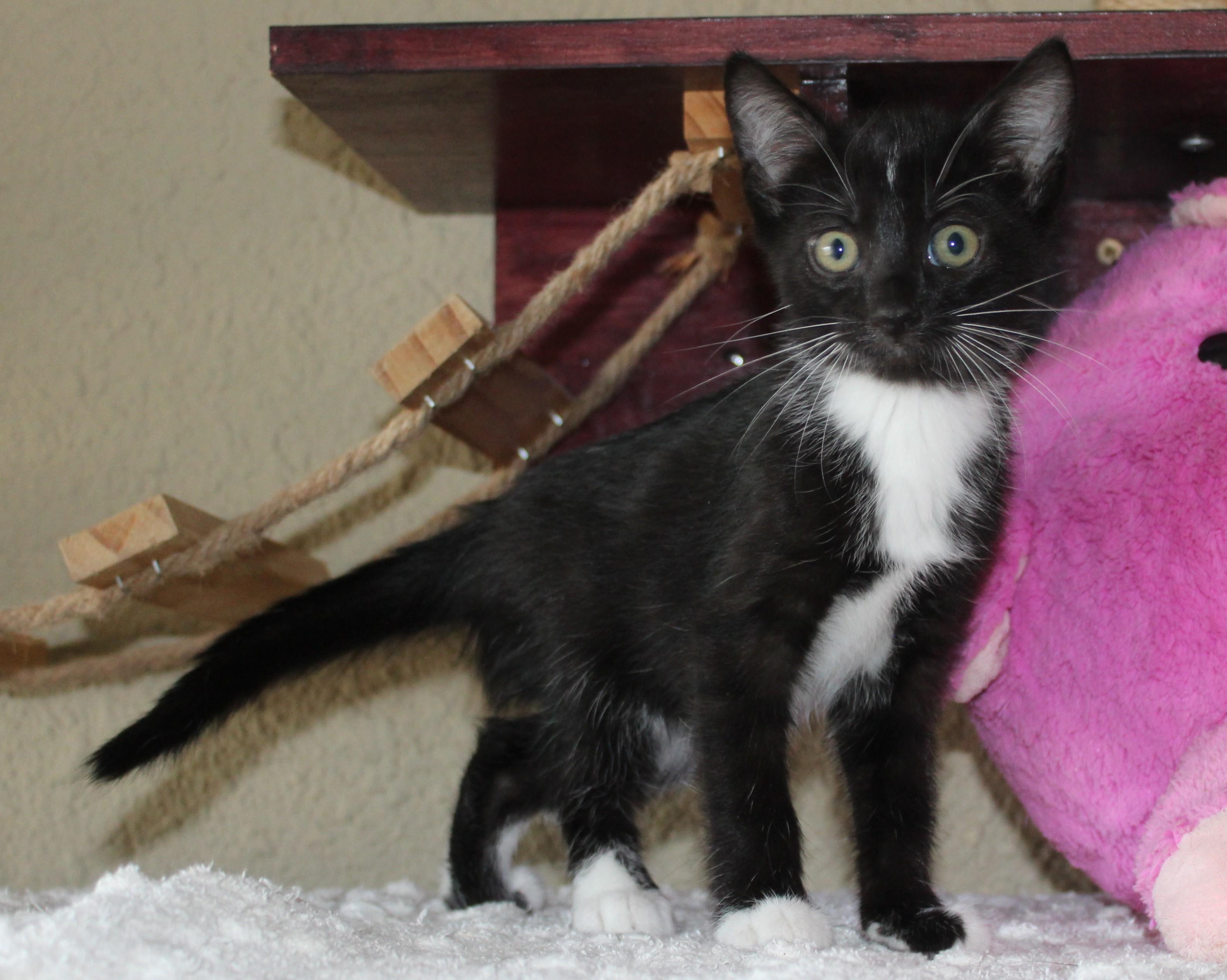 Seek, a Adoptable mixed breed in Huron, SD image 3/4