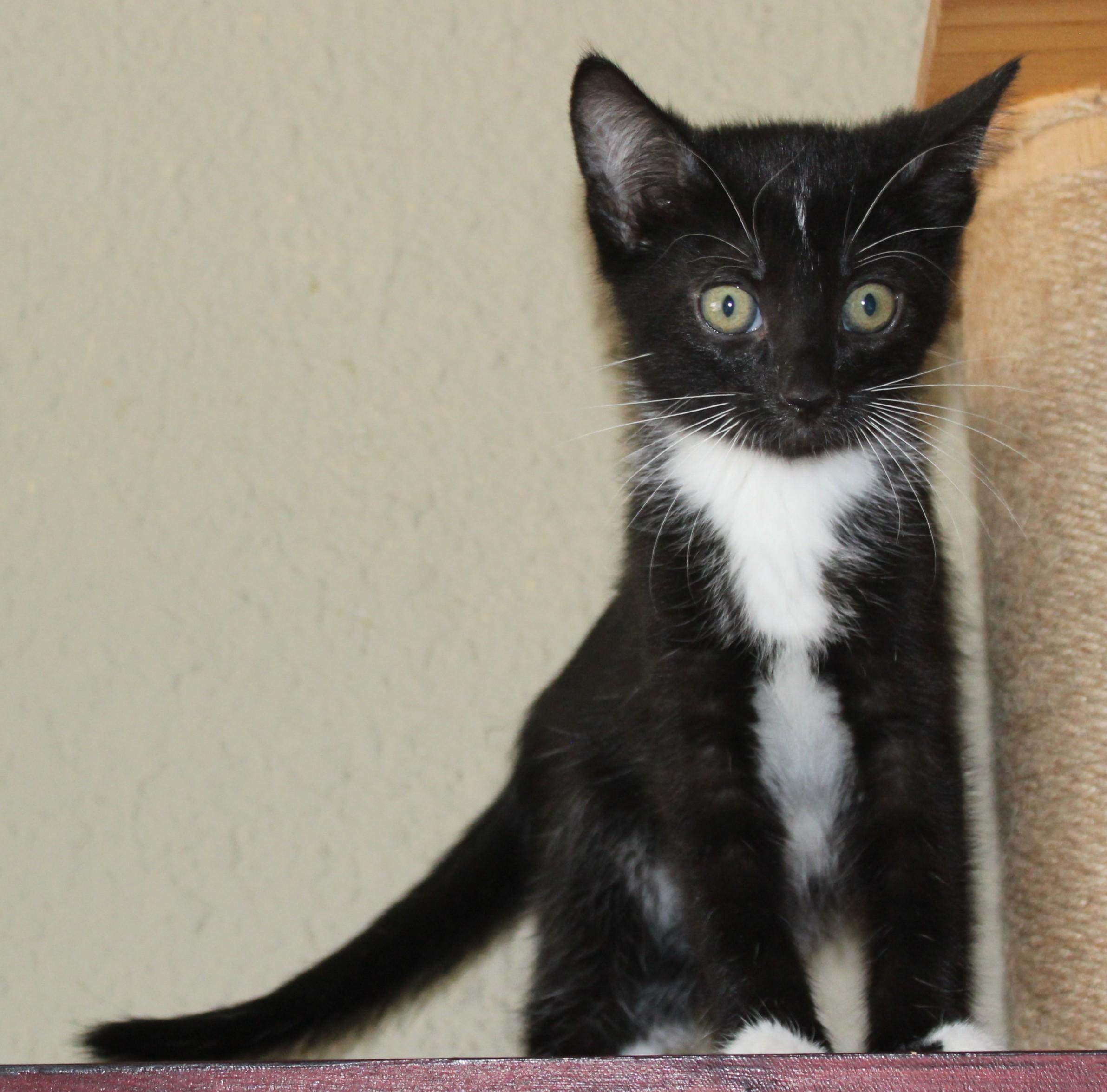 Seek, a Adoptable mixed breed in Huron, SD image 4/4