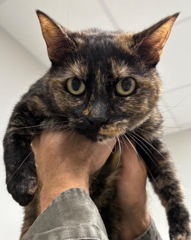 Enlarge Dudley, a Adoptable mixed breed in Little Rock, AR image 1/1