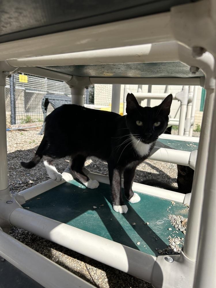 Enlarge Abigail, a Adoptable Domestic Short Hair in Ontario, CA image 1/2