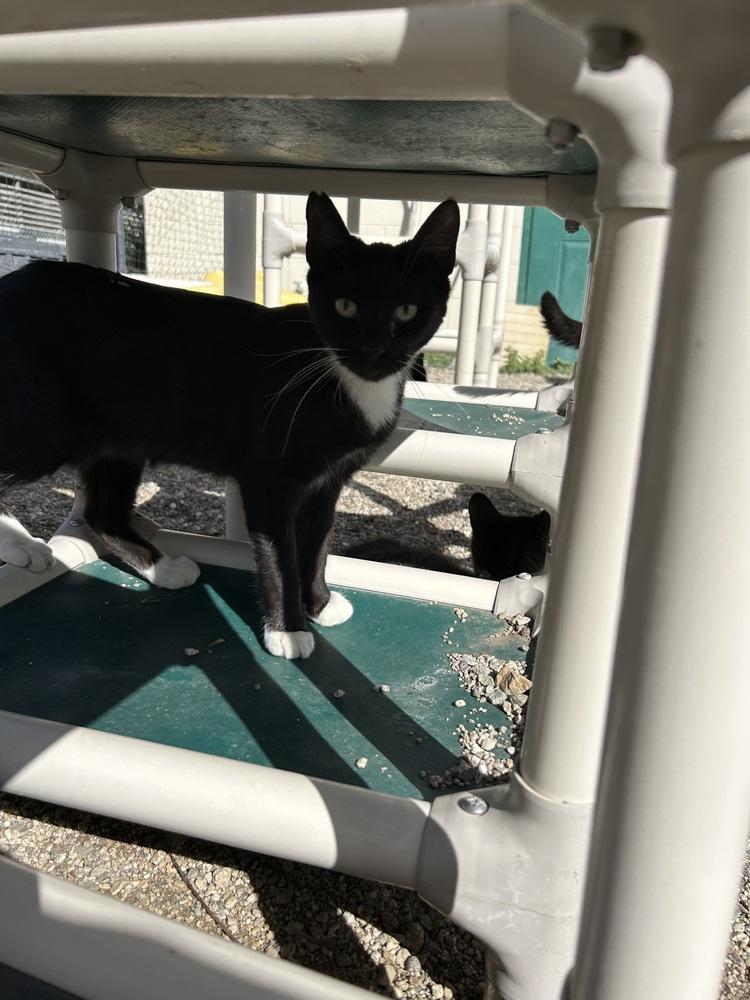 Enlarge Abigail, a Adoptable Domestic Short Hair in Ontario, CA image 2/2