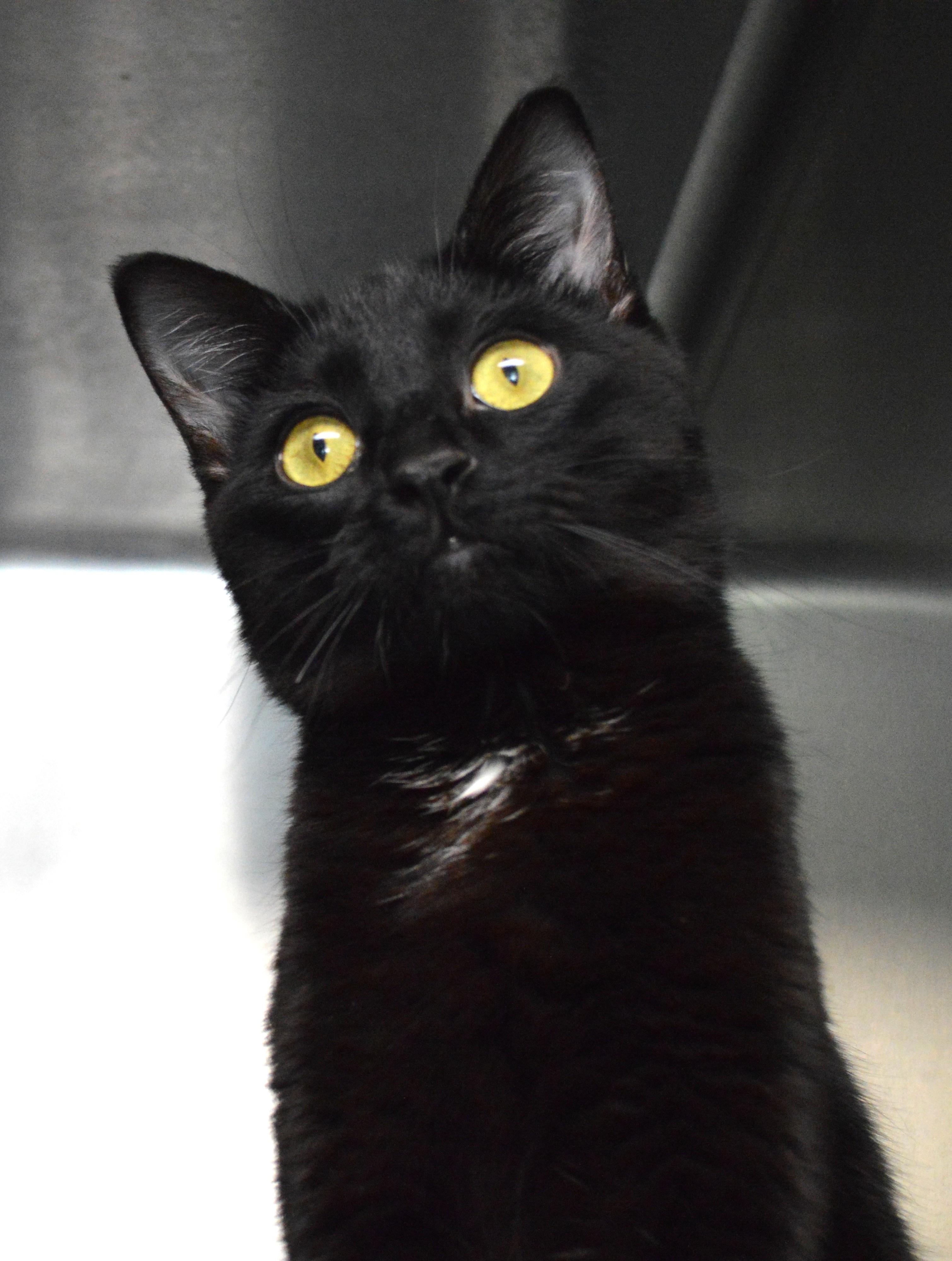 Harker, adopted, Young Male Domestic Short Hair.