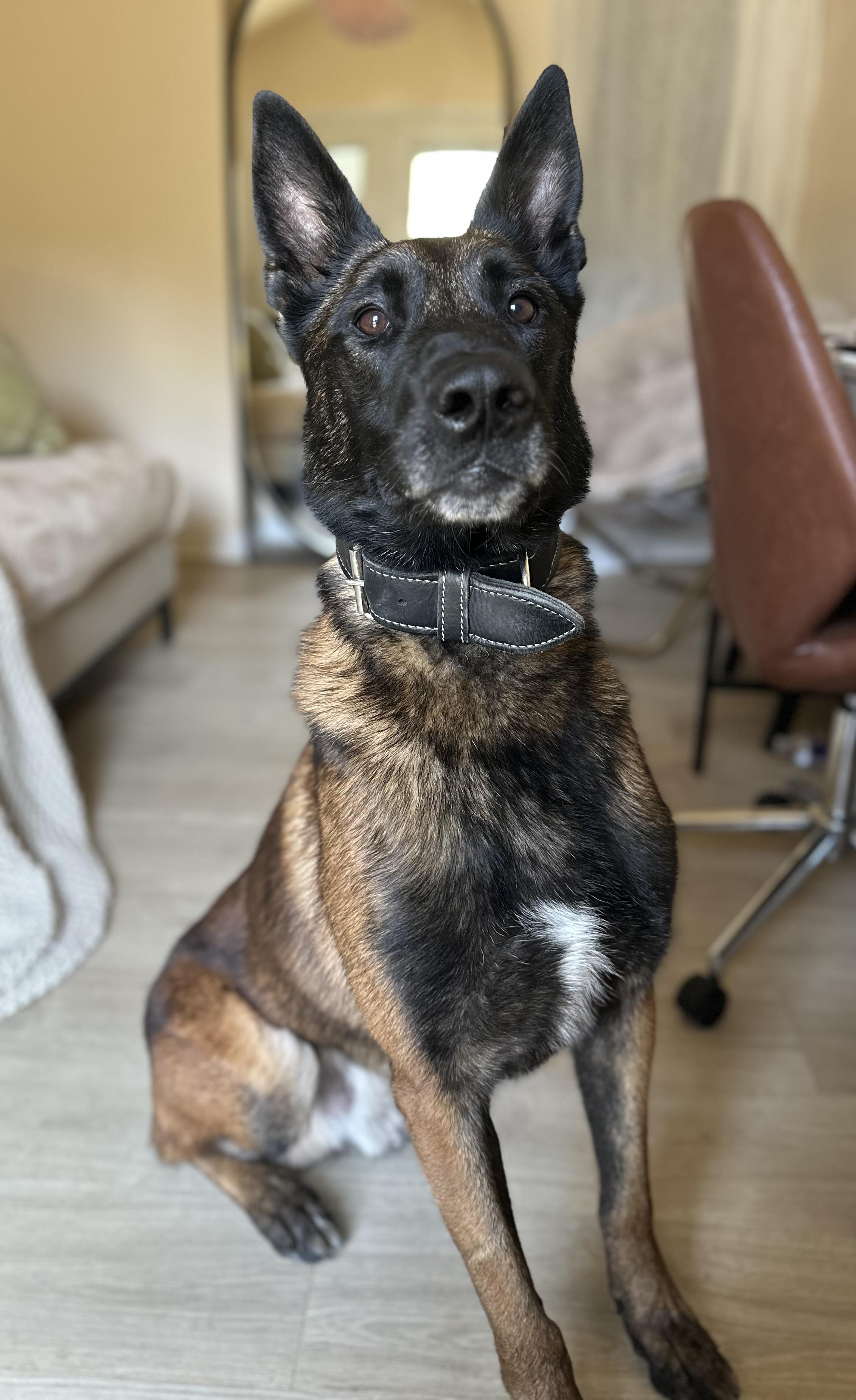 Goose, Adoptable, Adult Male Belgian Shepherd / Malinois.