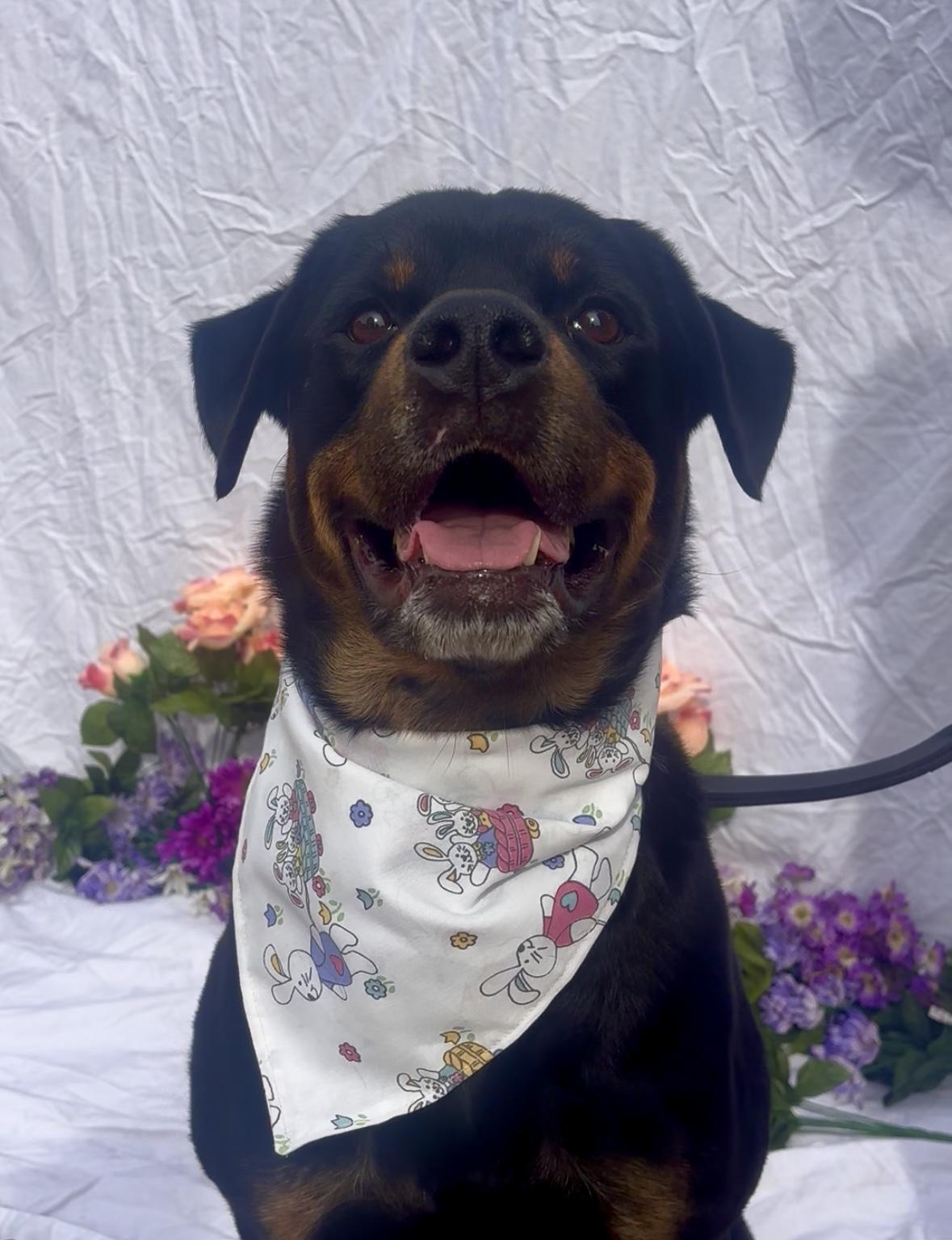 Enlarge Pooh Bear, a ADOPTABLE mixed breed in Payson, AZ image 2/4