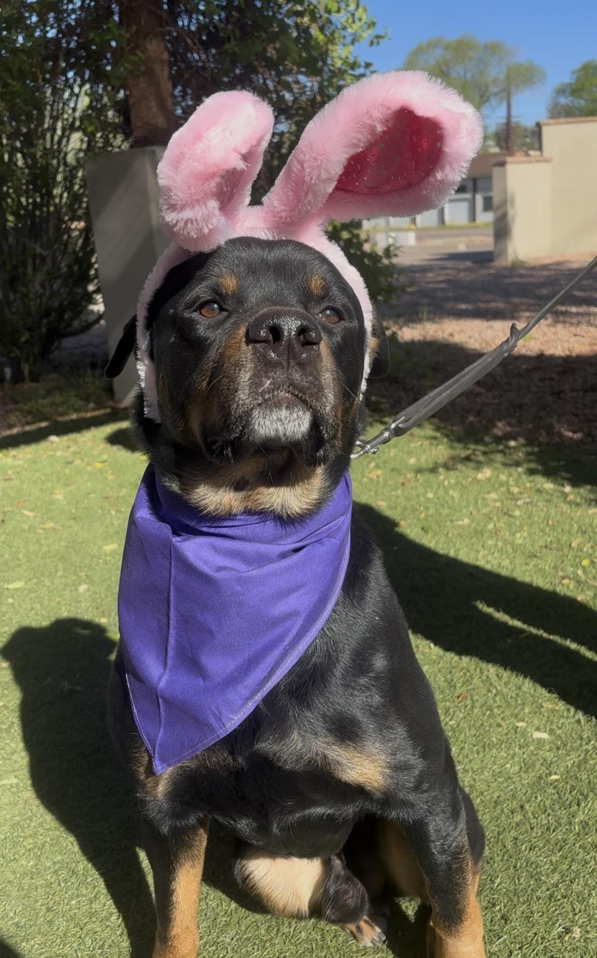 Pooh Bear, ADOPTABLE, Adult Male Rottweiler & Australian Cattle Dog / Blue Heeler.