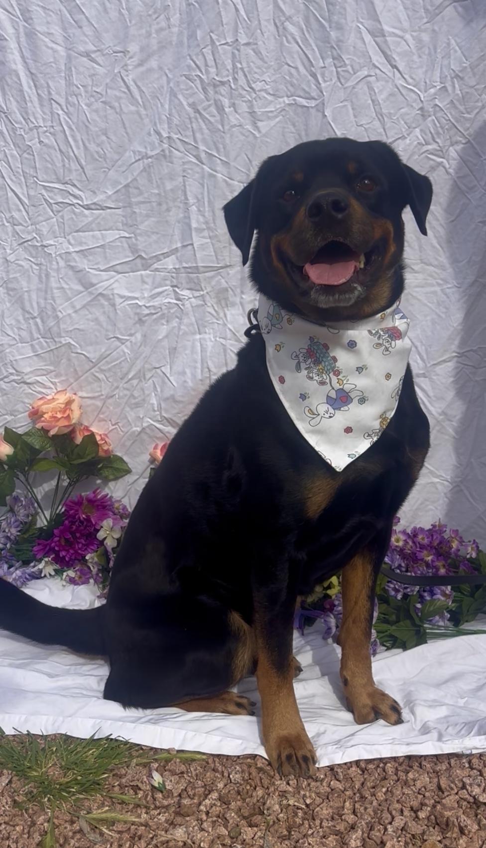 Enlarge Pooh Bear, a ADOPTABLE mixed breed in Payson, AZ image 4/4