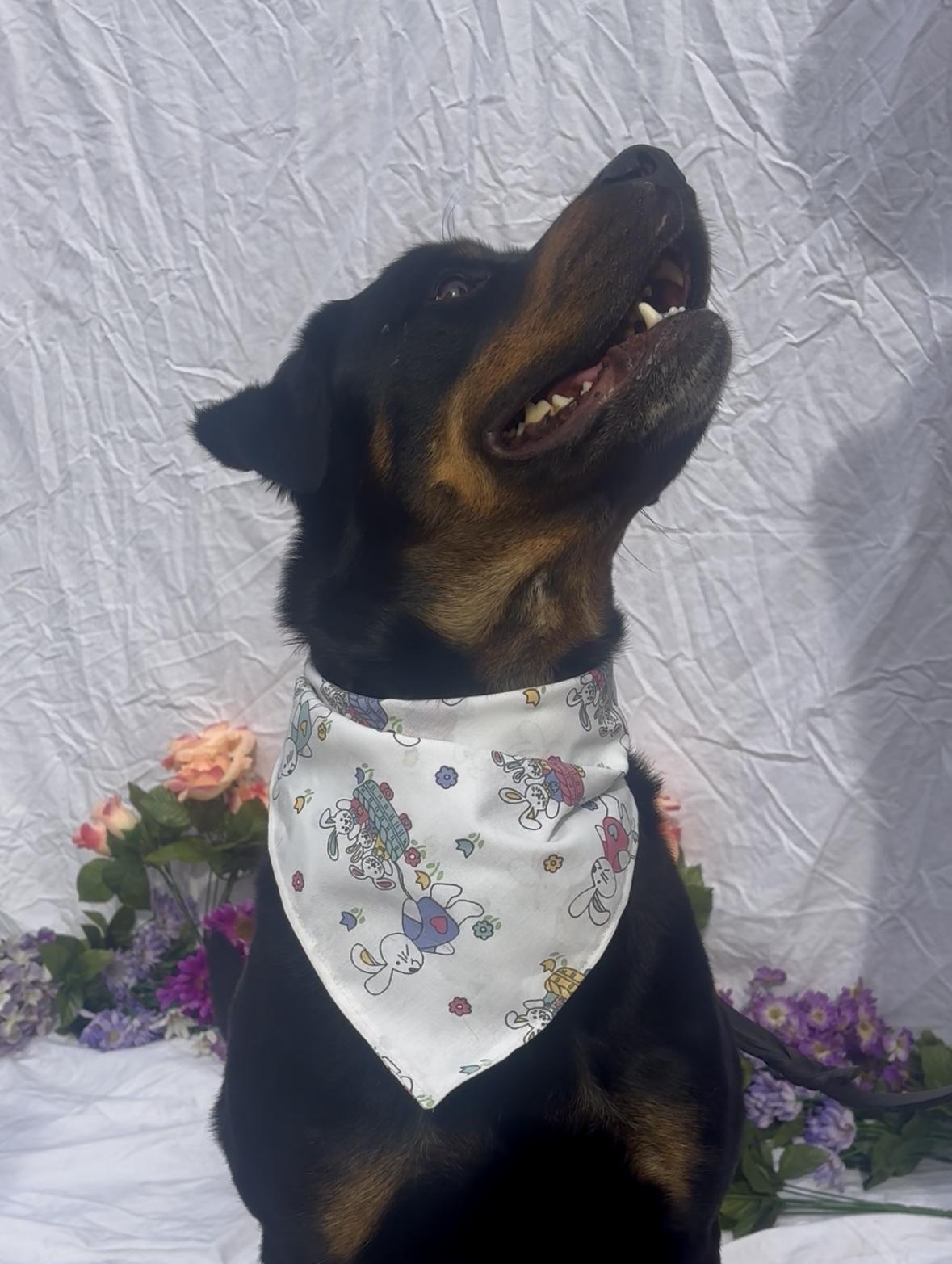 Enlarge Pooh Bear, a ADOPTABLE mixed breed in Payson, AZ image 3/4