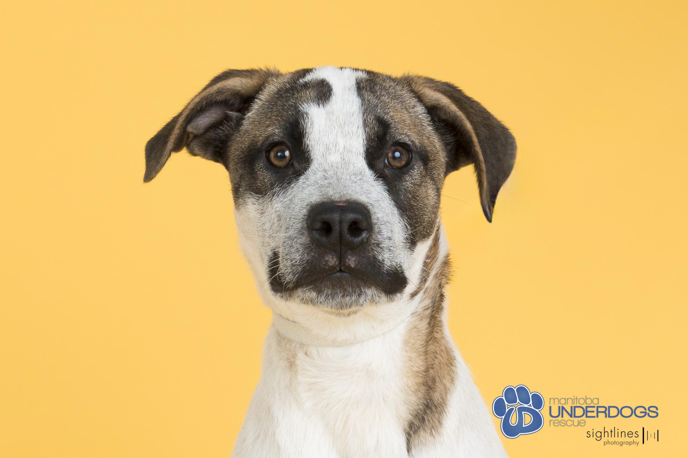 McNally, a Adoptable mixed breed in Winnipeg, MB image 1/5