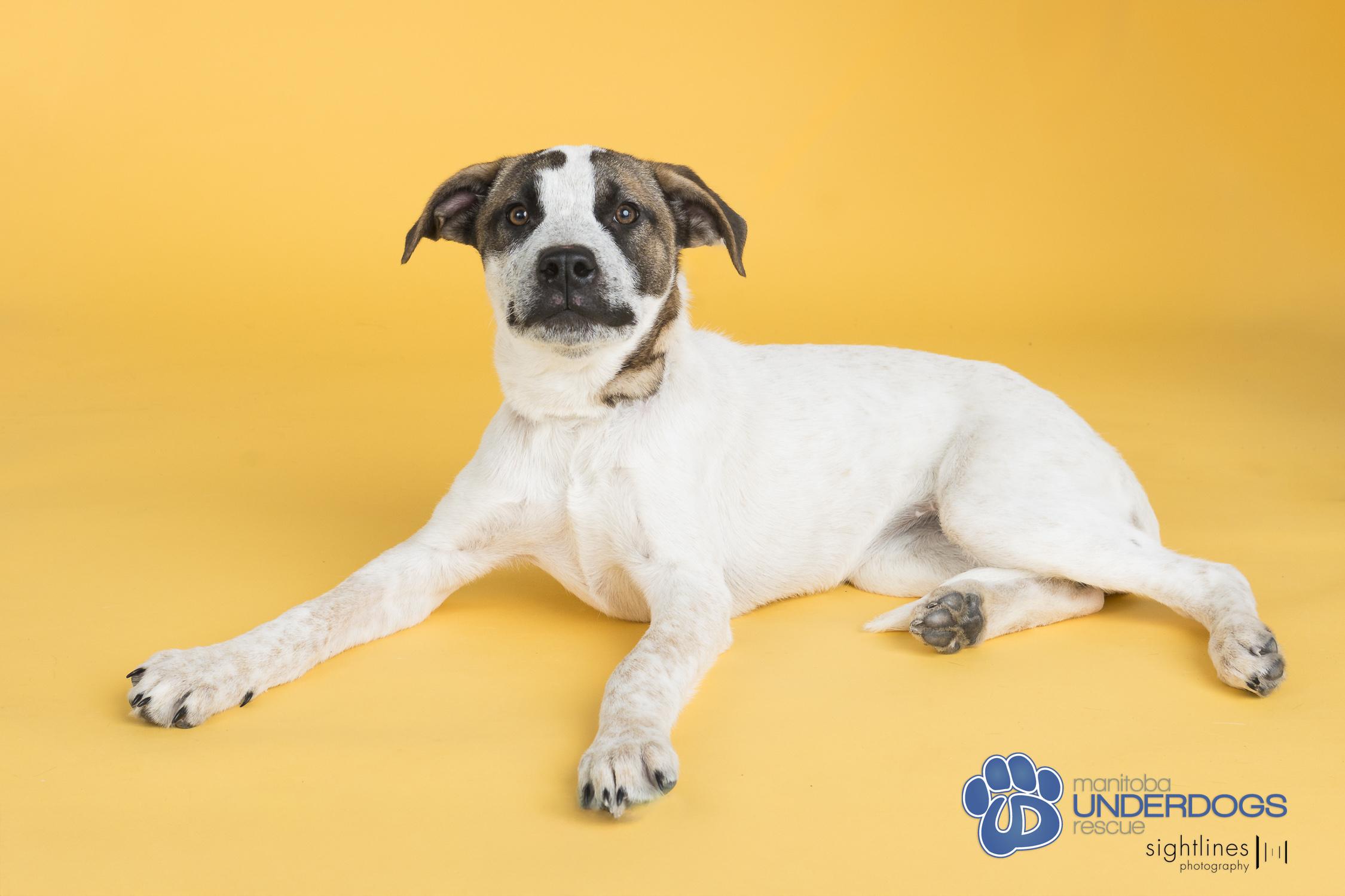 McNally, a Adoptable mixed breed in Winnipeg, MB image 2/5