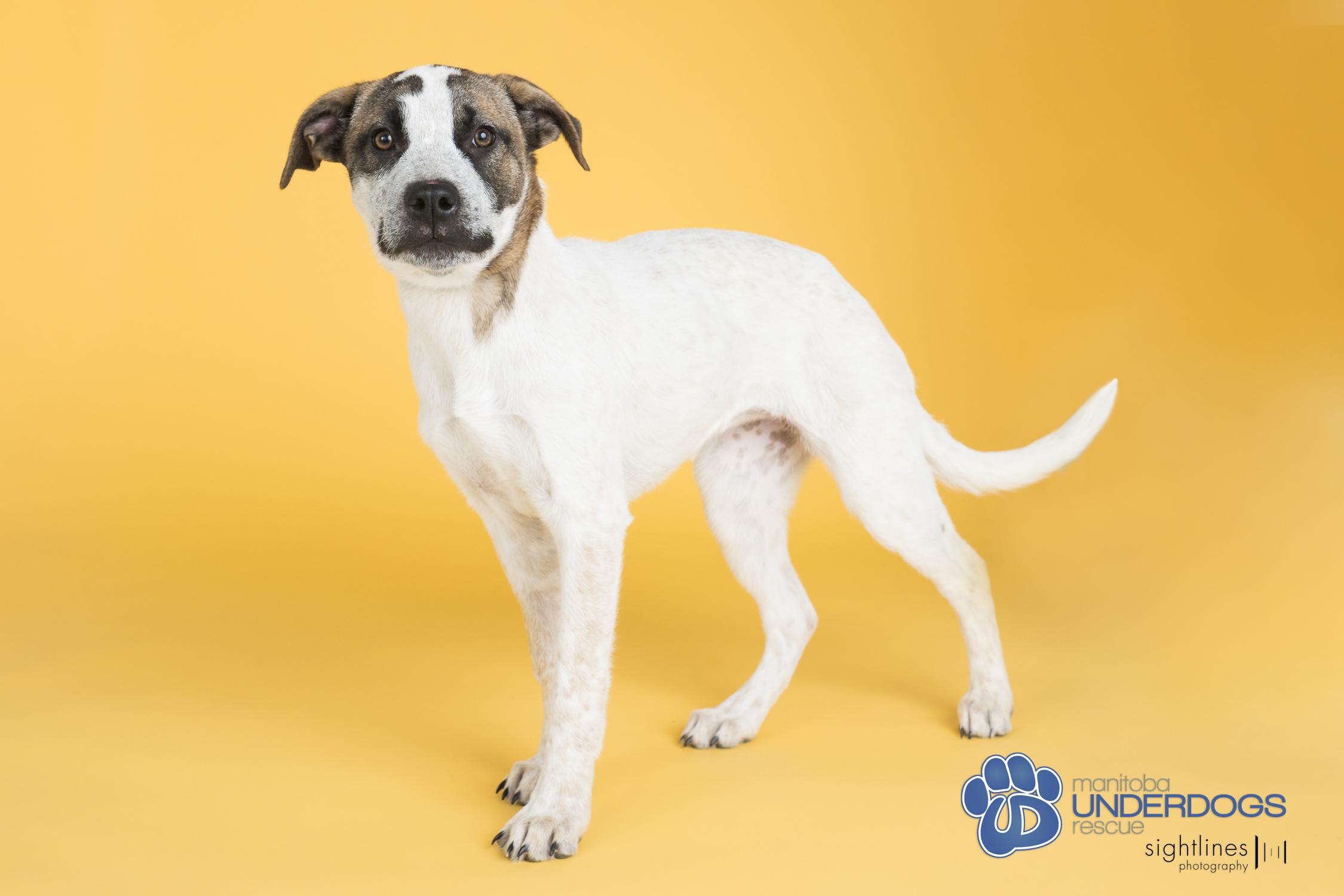 McNally, a Adoptable mixed breed in Winnipeg, MB image 3/5