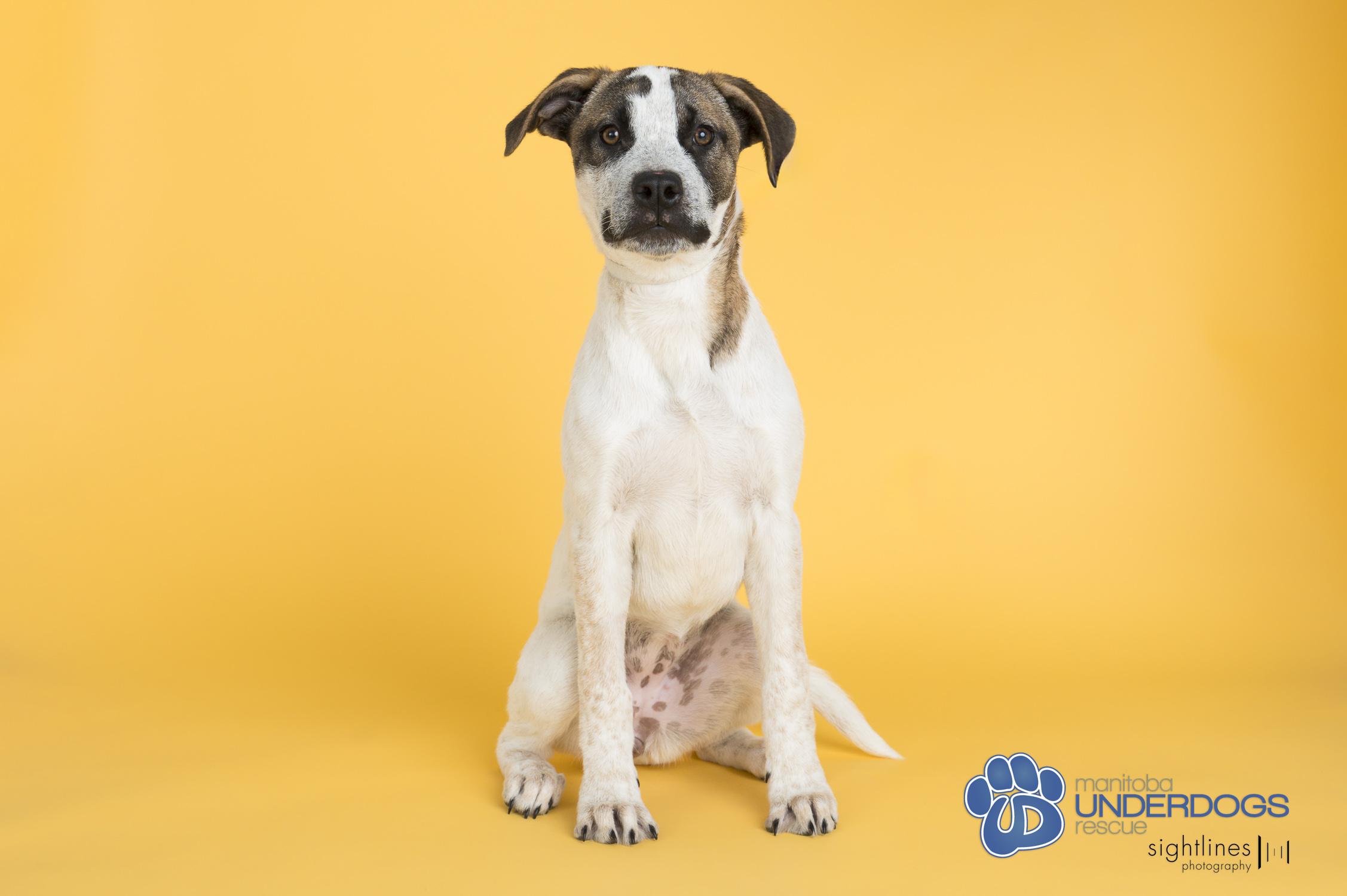 McNally, a Adoptable mixed breed in Winnipeg, MB image 4/5