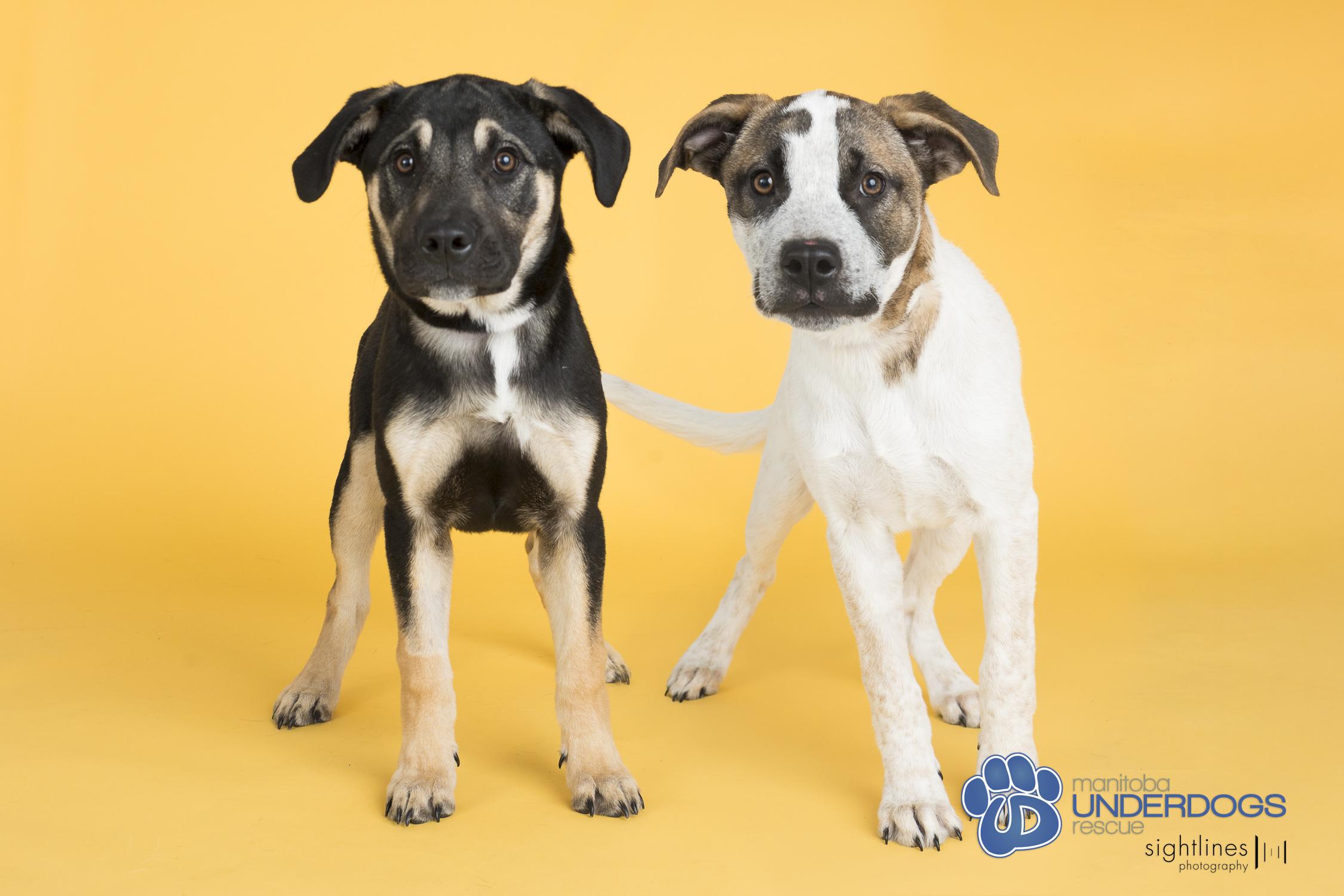 McNally, a Adoptable mixed breed in Winnipeg, MB image 5/5