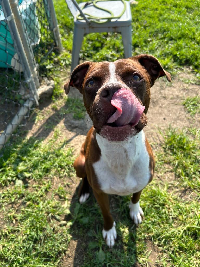 Enlarge Charlie, a Adoptable mixed breed in New Manchester, WV image 6/6