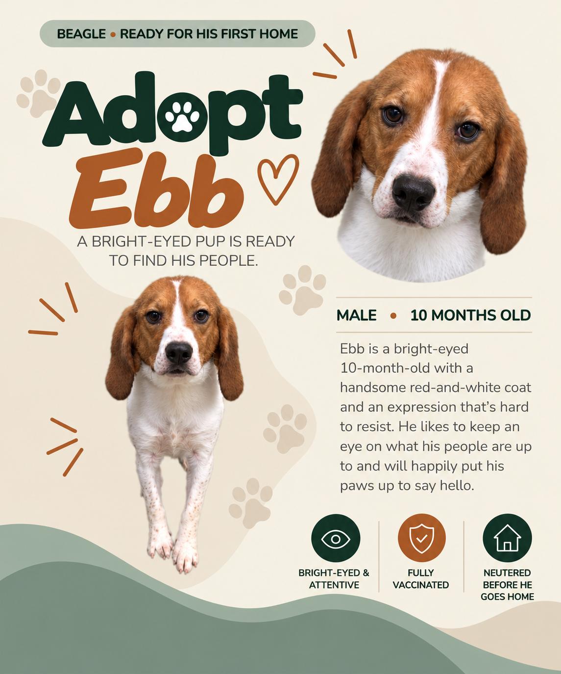 Enlarge Ebb (Washington DC), a Adoptable Beagle in Washington DC, DC image 2/2