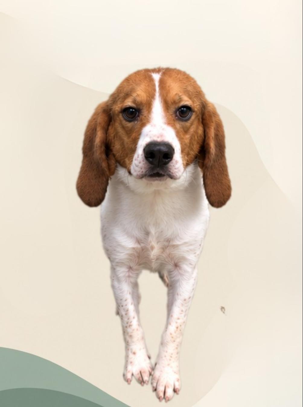 Enlarge Ebb (Washington DC), a Adoptable Beagle in Washington DC, DC image 1/2
