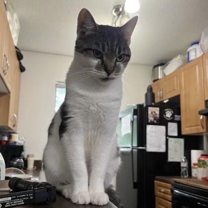 Enlarge Clover Mulligan aka Chloe for short, a Adoptable American Shorthair in Wilmington, NC image 5/6