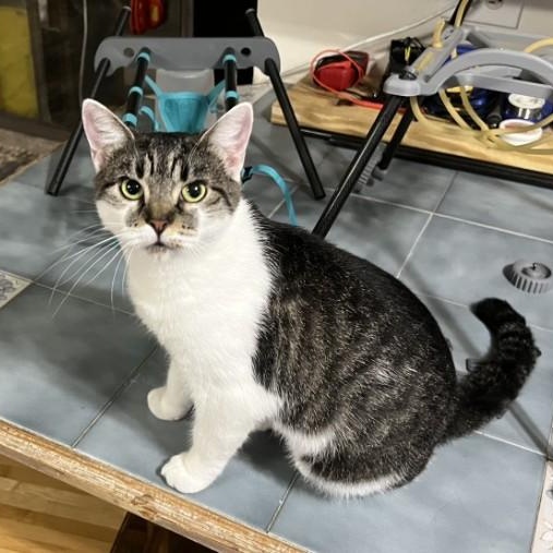 Enlarge Clover Mulligan aka Chloe for short, a Adoptable American Shorthair in Wilmington, NC image 2/6