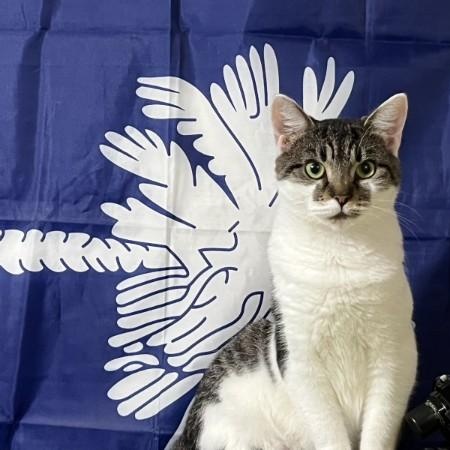 Enlarge Clover Mulligan aka Chloe for short, a Adoptable American Shorthair in Wilmington, NC image 1/6