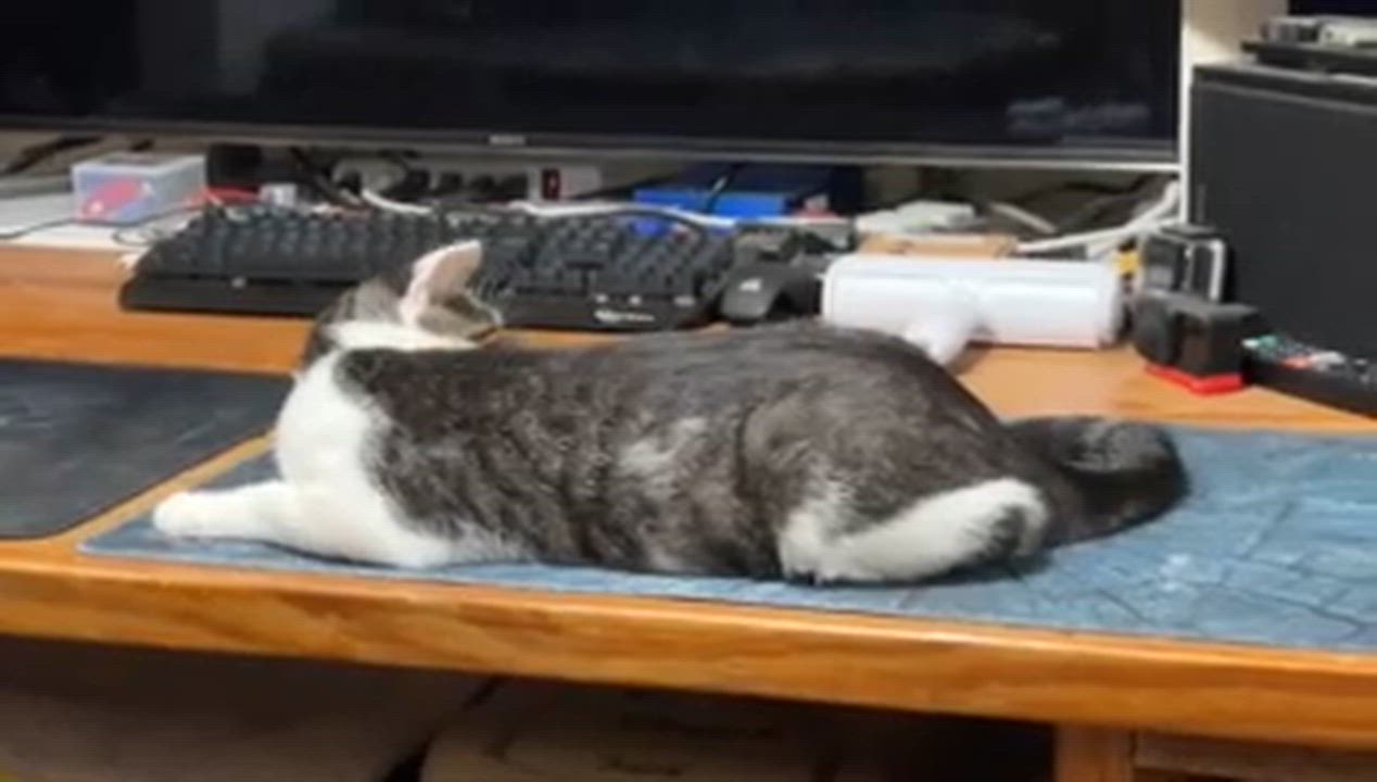 Enlarge Clover Mulligan aka Chloe for short, a Adoptable American Shorthair in Wilmington, NC video 6/6