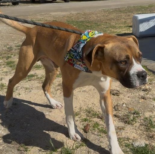 Sugar Ray, a ADOPTABLE mixed breed in Marion, NC image 4/5