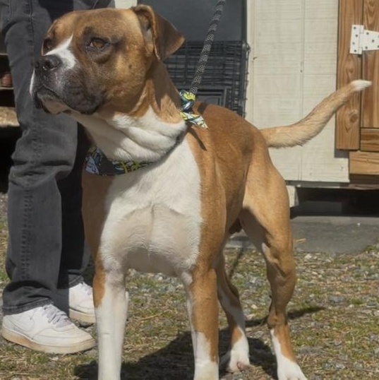 Sugar Ray, a ADOPTABLE mixed breed in Marion, NC image 3/5