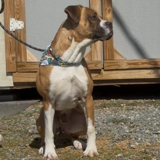 Sugar Ray, a ADOPTABLE mixed breed in Marion, NC image 1/5