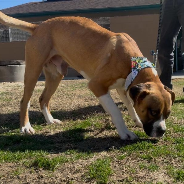 Sugar Ray, a ADOPTABLE mixed breed in Marion, NC image 2/5