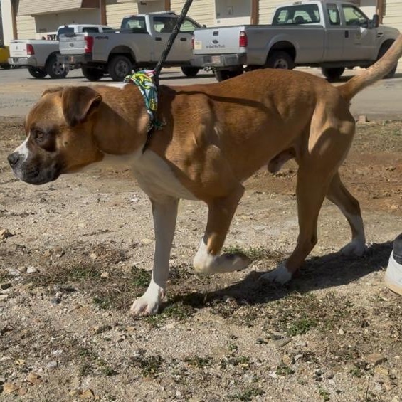 Sugar Ray, a ADOPTABLE mixed breed in Marion, NC image 5/5