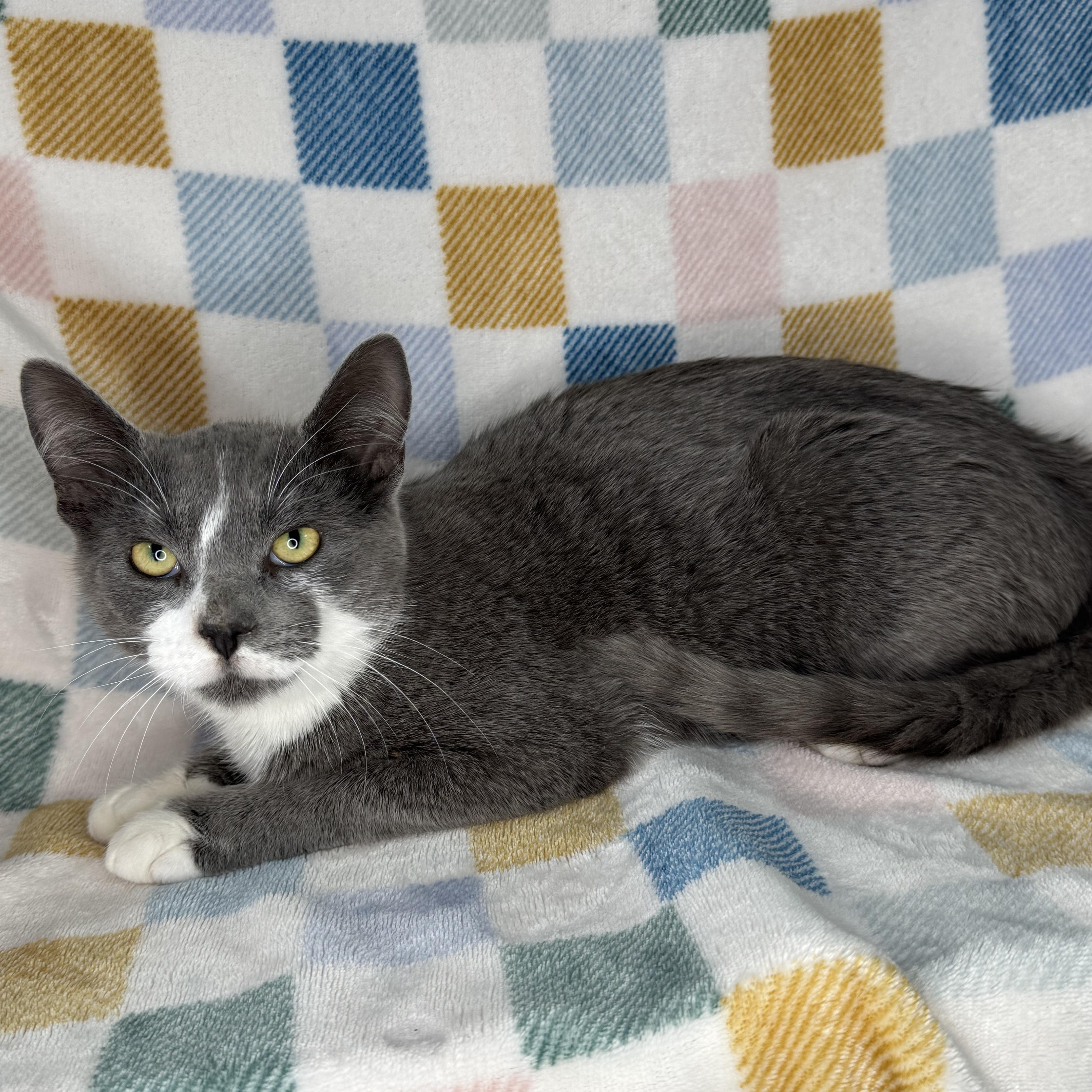 Enlarge Lenny, an adopted mixed breed in Mount Vernon, IL image 6/6