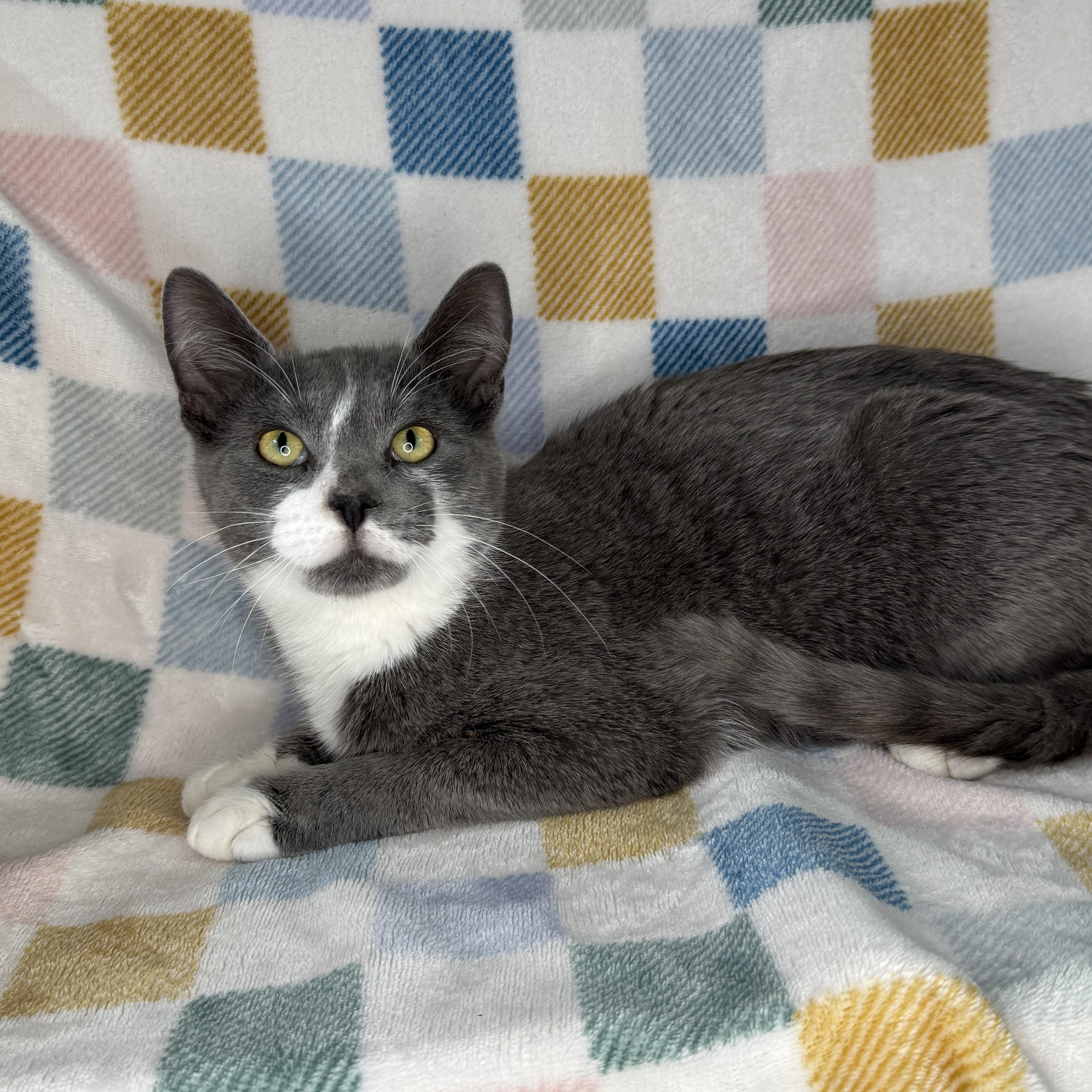 Enlarge Lenny, an adopted mixed breed in Mount Vernon, IL image 2/6