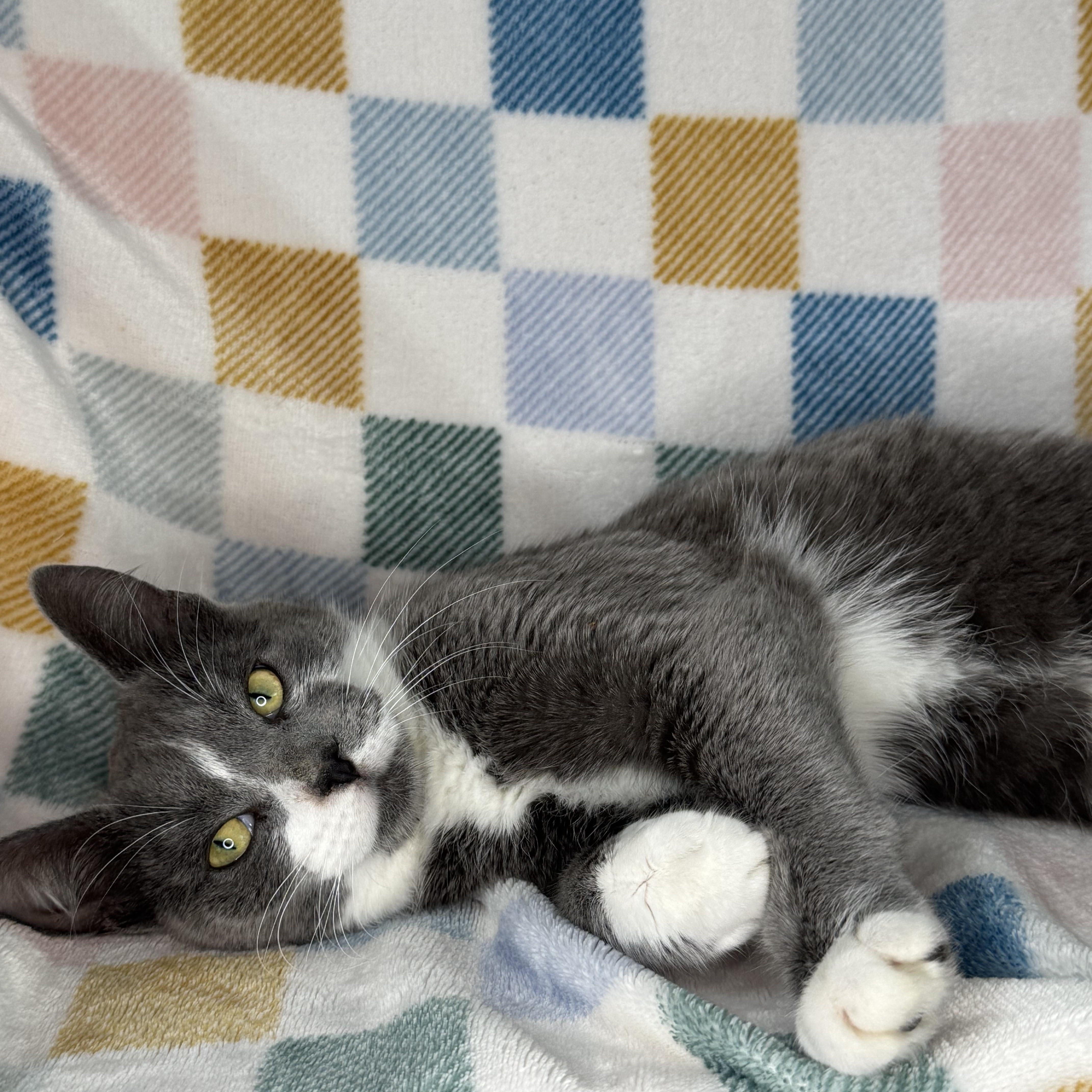 Enlarge Lenny, an adopted mixed breed in Mount Vernon, IL image 3/6