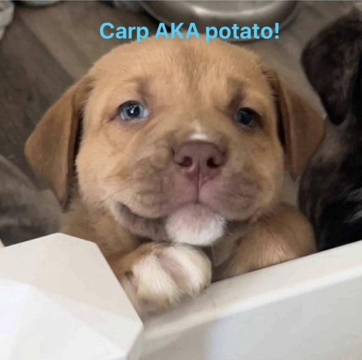 Carp, Adoptable, Puppy Male Siberian Husky.