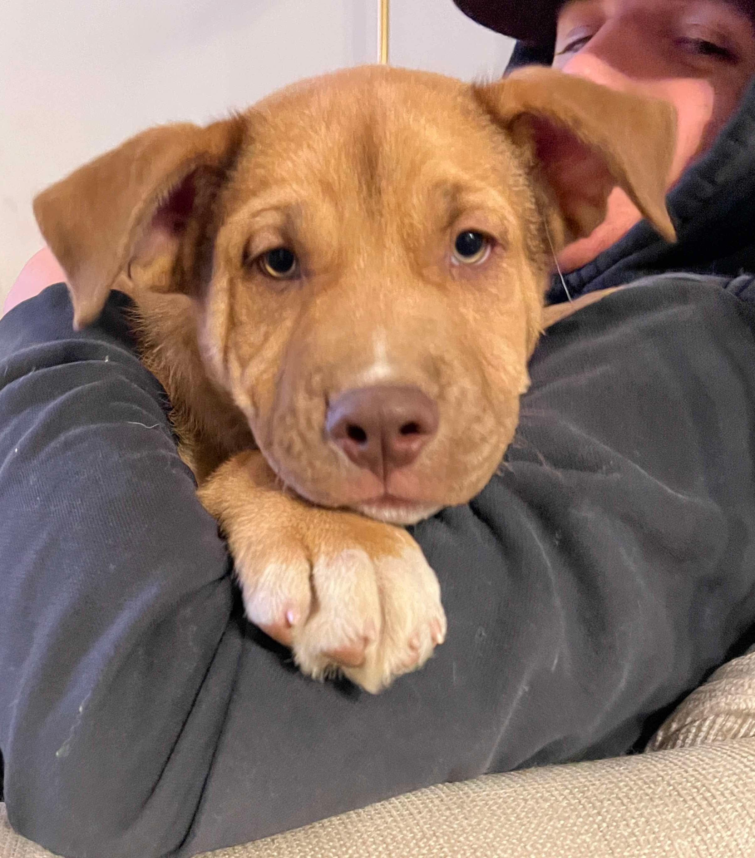 Carp, a Adoptable mixed breed in Westland, MI image 2/4