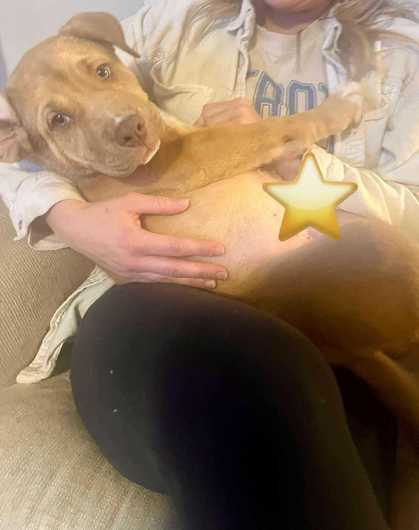 Carp, a Adoptable mixed breed in Westland, MI image 3/4