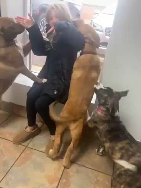 Enlarge Carp, a Adoptable mixed breed in Westland, MI video 4/4