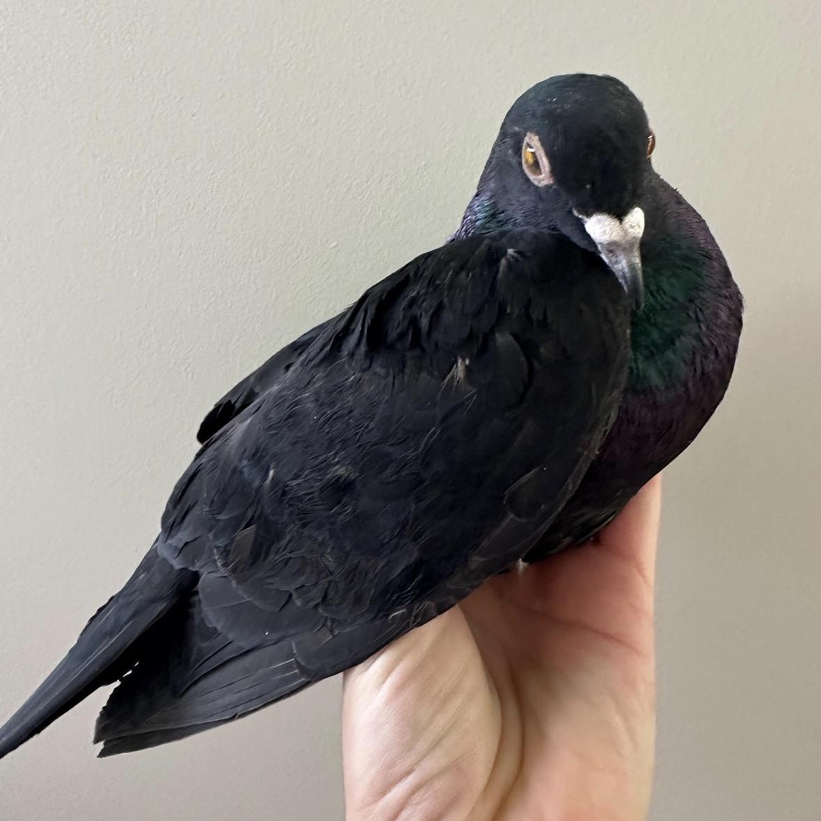 Enlarge Pelee, an adopted Pigeon in Chicago, IL image 2/5