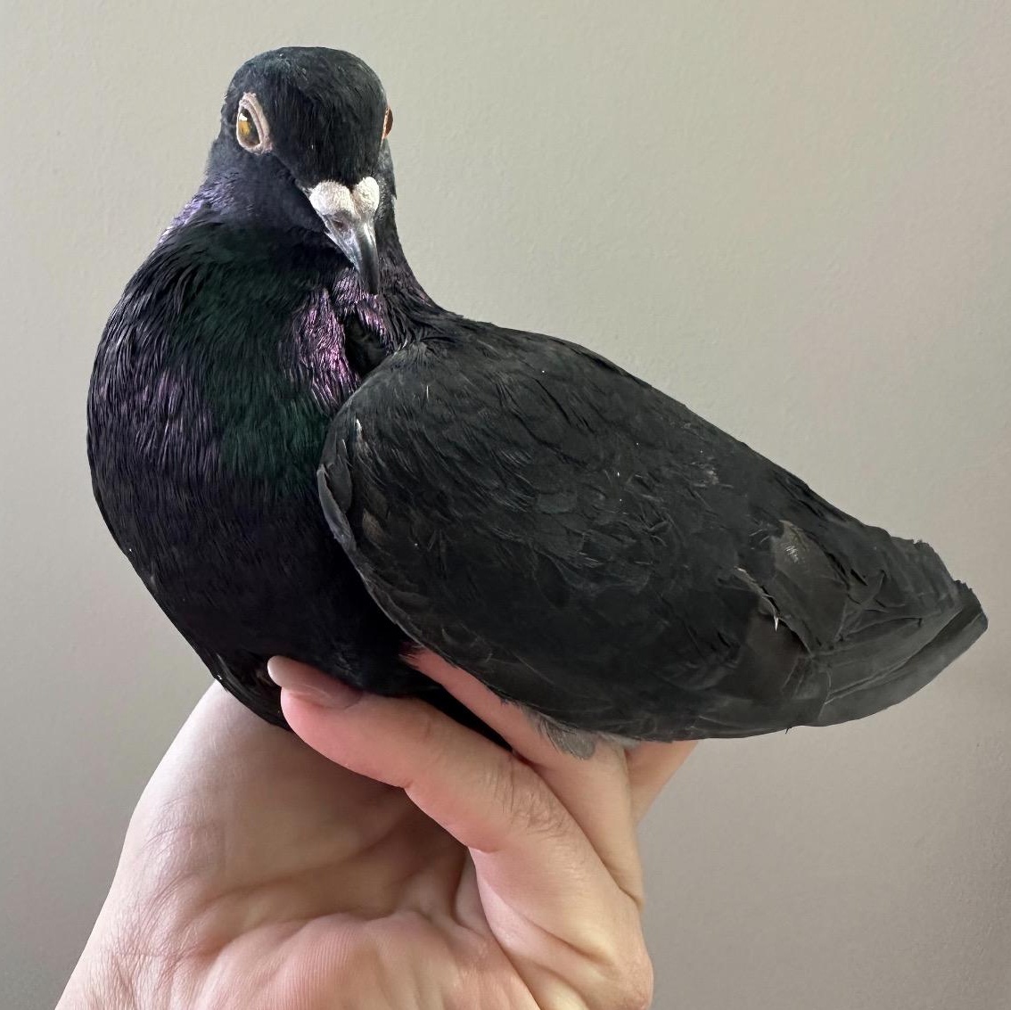 Enlarge Pelee, an adopted Pigeon in Chicago, IL image 4/5