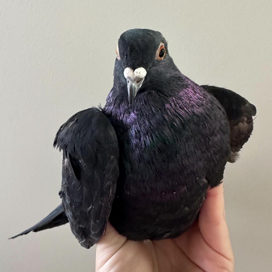 Enlarge Pelee, an adopted Pigeon in Chicago, IL image 5/5
