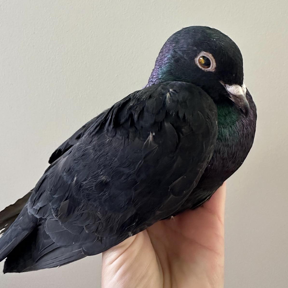 Enlarge Pelee, an adopted Pigeon in Chicago, IL image 1/5