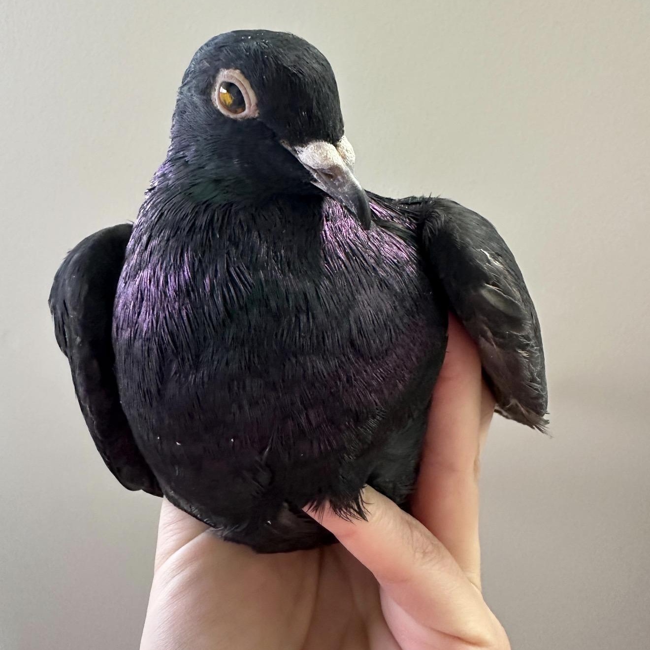 Enlarge Pelee, an adopted Pigeon in Chicago, IL image 3/5