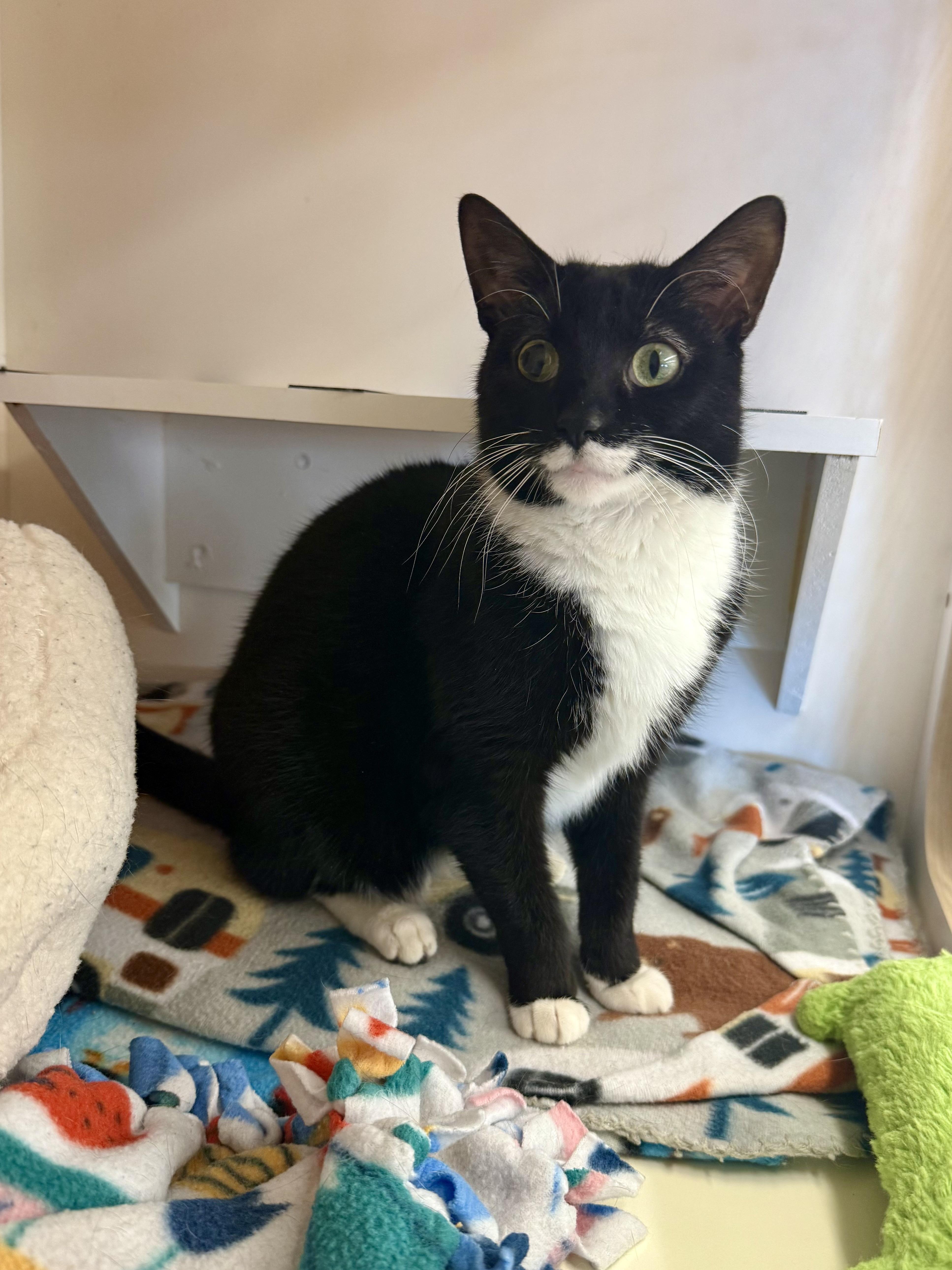 Roberta, Adoptable, Young Female Tuxedo.