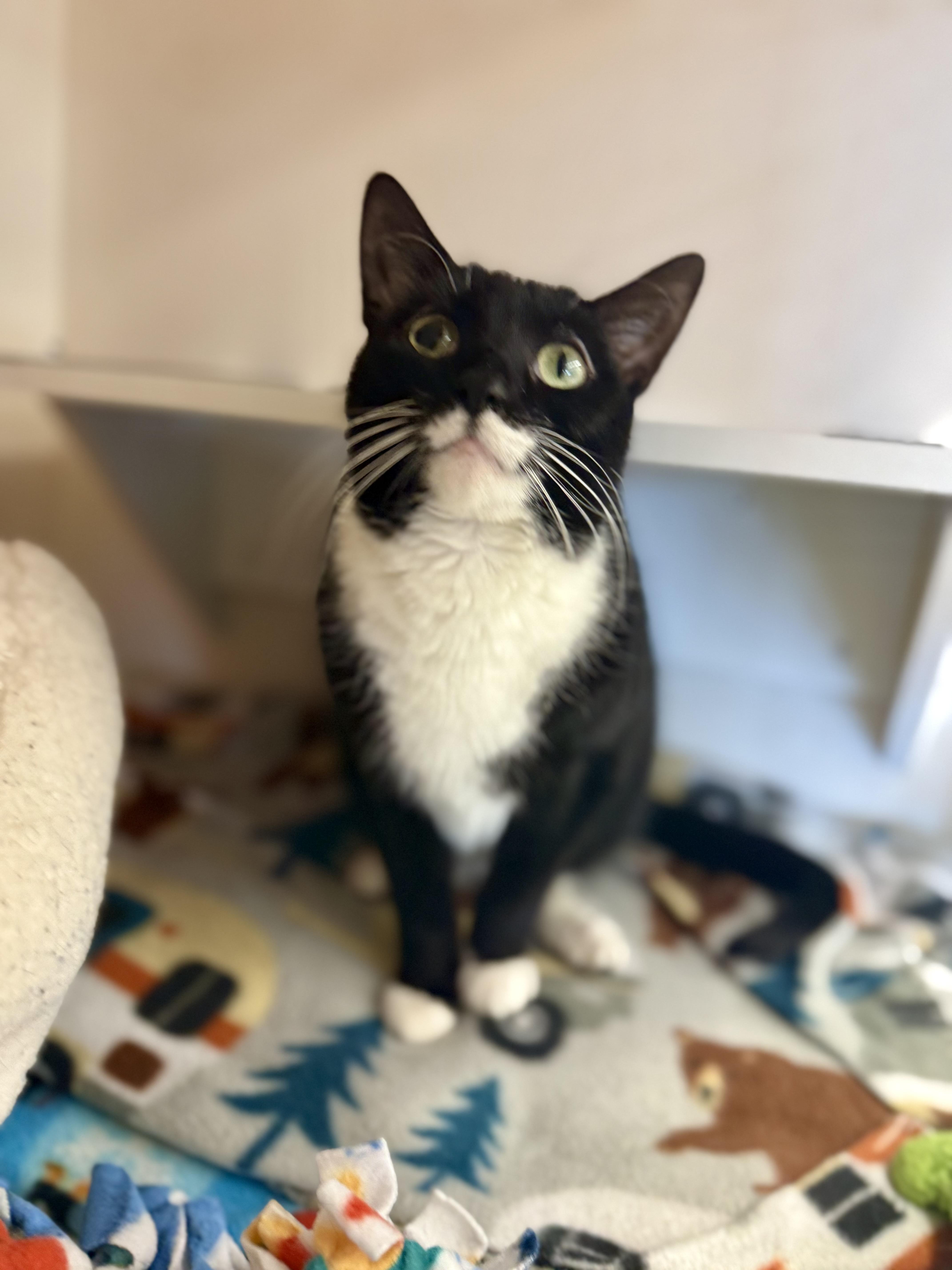 Enlarge Roberta, a Adoptable mixed breed in Orland Park, IL image 2/6