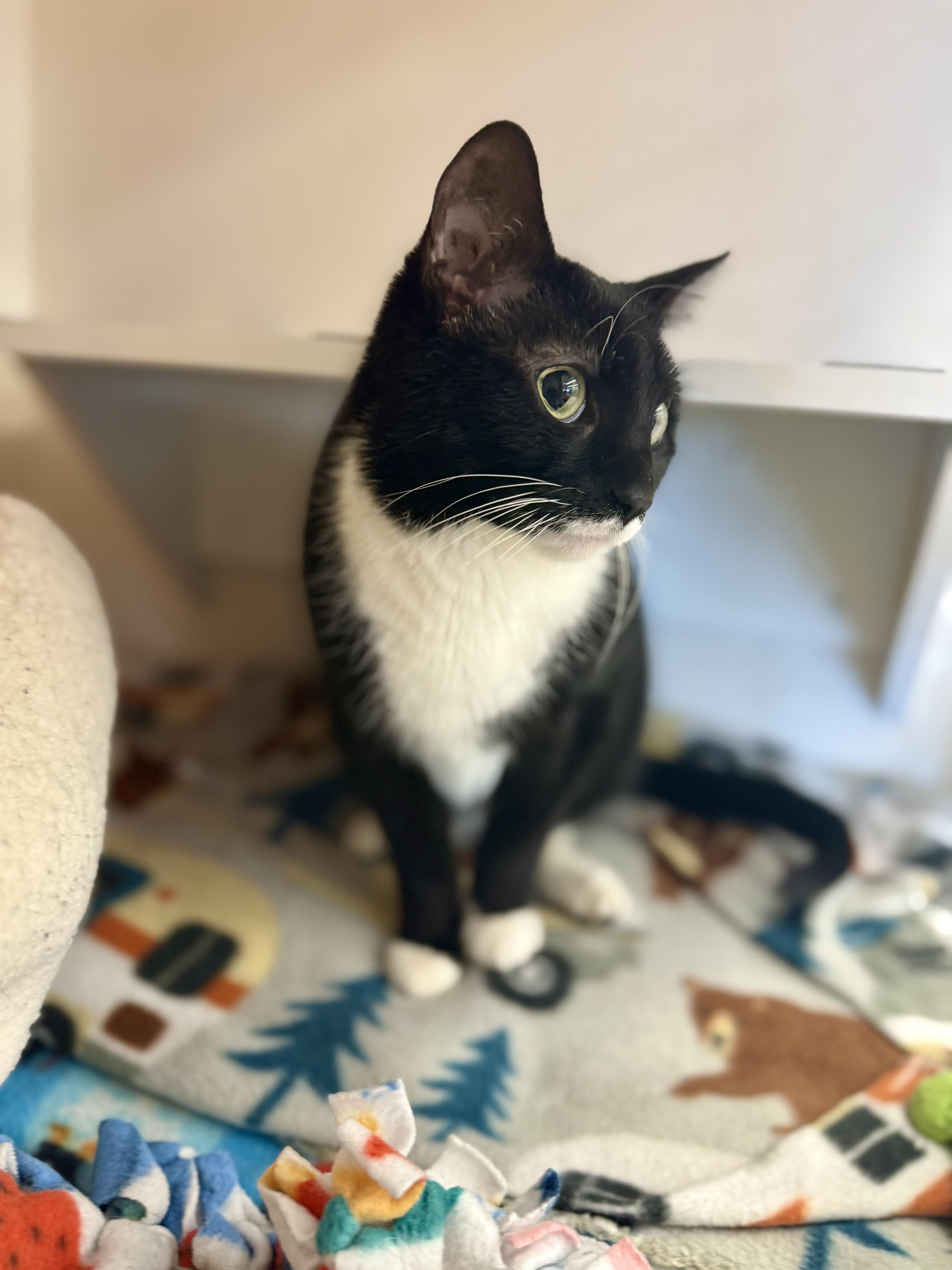 Enlarge Roberta, a Adoptable mixed breed in Orland Park, IL image 3/6